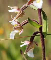 Attēlu rezultāti vaicājumam “Epipactis palustris flower”
