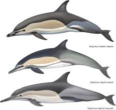 Image result for Delphinus delphis