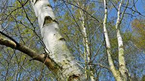 Attēlu rezultāti vaicājumam “Betula pendula var. carelica”