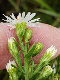 Image result for Aster lanceolatus