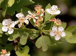Attēlu rezultāti vaicājumam “Crataegus monogyna subsp. nordica”