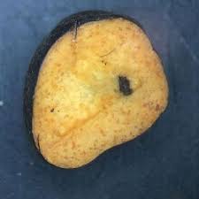 Attēlu rezultāti vaicājumam “Leucogyrophana sororia”