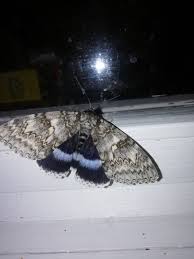 Attēlu rezultāti vaicājumam “Catocala fraxini”