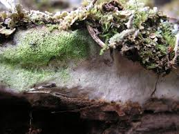 Attēlu rezultāti vaicājumam “Sidera lenis”