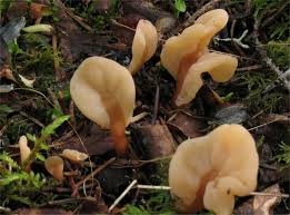 Attēlu rezultāti vaicājumam “Spathularia flavida”