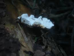 Attēlu rezultāti vaicājumam “Heterobasidion parviporum”