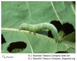 Attēlu rezultāti vaicājumam “Noctuidae”