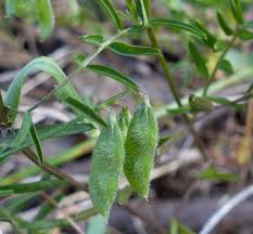 Attēlu rezultāti vaicājumam “Vicia hirsuta flower”
