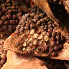 Attēlu rezultāti vaicājumam “Pucciniastrum areolatum”