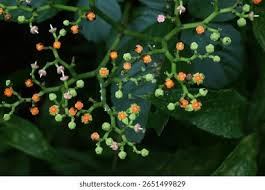 Attēlu rezultāti vaicājumam “Vitaceae”