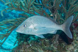 Image result for Haemulon album