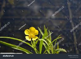 Attēlu rezultāti vaicājumam “Ranunculus lingua leaf”