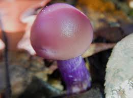 Attēlu rezultāti vaicājumam “Lepista nuda”