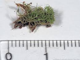 Attēlu rezultāti vaicājumam “Cephalozia connivens”