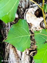 Attēlu rezultāti vaicājumam “Populus nigra Italica leaf”