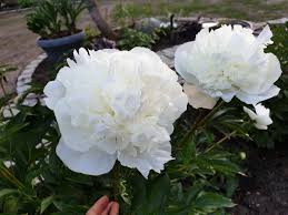 Image result for Pfingstrose