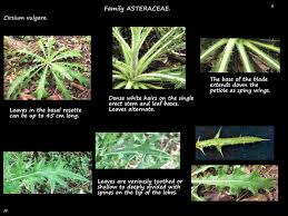 Attēlu rezultāti vaicājumam “Cirsium x rigens leaf”