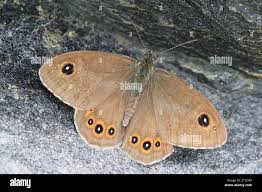 Attēlu rezultāti vaicājumam “Lasiommata maera”