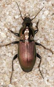 Attēlu rezultāti vaicājumam “Poecilus versicolor”