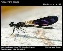 Attēlu rezultāti vaicājumam “Seligeria donniana sporophyte”