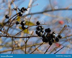 Attēlu rezultāti vaicājumam “Frangula alnus fruit”