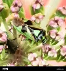 Attēlu rezultāti vaicājumam “Orthops campestris”