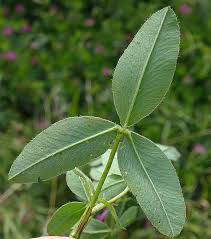 Attēlu rezultāti vaicājumam “Trifolium medium leaf”