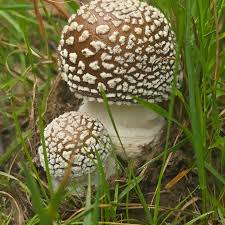 Attēlu rezultāti vaicājumam “Amanita pantherina”