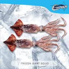 Image result for Dosidicus gigas