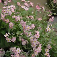 Image result for Myosotis sylvatica