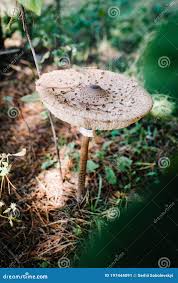 Attēlu rezultāti vaicājumam “Macrolepiota procera”