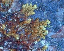 Attēlu rezultāti vaicājumam “Ptilidium ciliare”