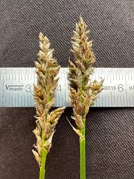 Attēlu rezultāti vaicājumam “Carex appropinquata”