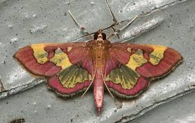 Attēlu rezultāti vaicājumam “Crambidae”