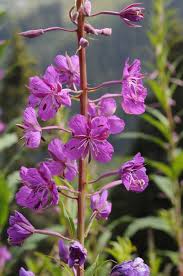 Image result for Epilobium angustifolium