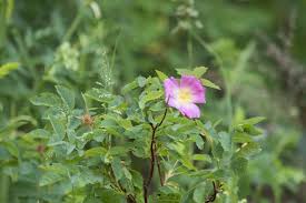 Attēlu rezultāti vaicājumam “Rosa glabrifolia”