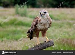 Attēlu rezultāti vaicājumam “Buteo buteo adult”