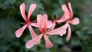 Attēlu rezultāti vaicājumam “Geraniaceae”