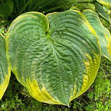 Attēlu rezultāti vaicājumam “Hosta sp. leaf”