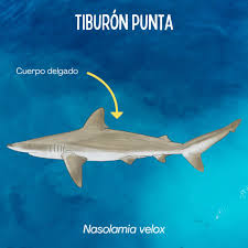 Image result for Nasolamia velox