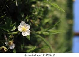 Attēlu rezultāti vaicājumam “Fragaria viridis flower”