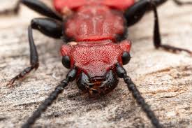 Attēlu rezultāti vaicājumam “Cucujus cinnaberinus”