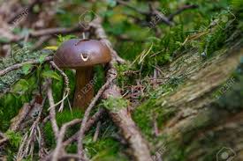 Attēlu rezultāti vaicājumam “Suillus bovinus”