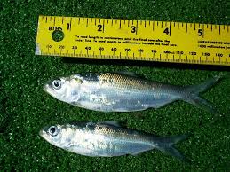 Image result for Alosa alabamae