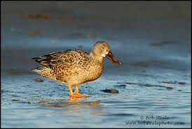 Attēlu rezultāti vaicājumam “Anas clypeata”