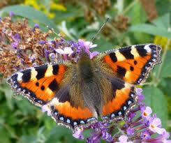 Image result for Small Tortoiseshell