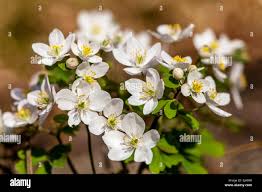 Attēlu rezultāti vaicājumam “Isopyrum thalictroides flower”