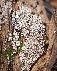 Attēlu rezultāti vaicājumam “Xylobolus frustulatus”