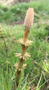 Attēlu rezultāti vaicājumam “Equisetum sylvaticum”