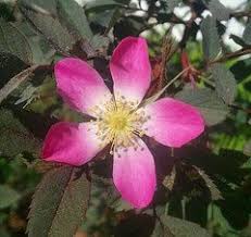 Attēlu rezultāti vaicājumam “Rosa glabrifolia”